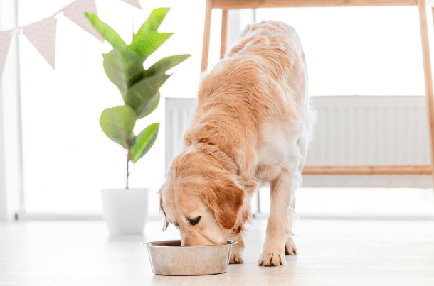 Can Dogs Eat Baby Food