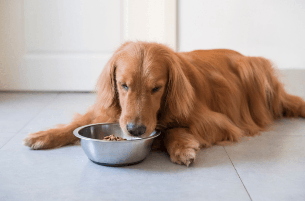 Can Dogs Eat Baby Food